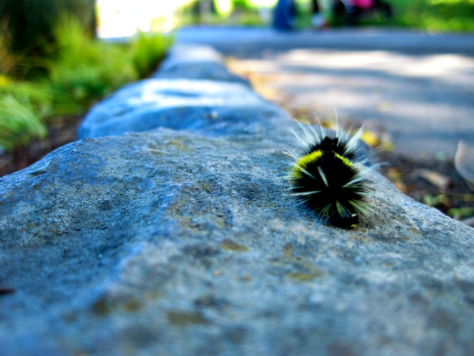 San francisco, United states, Insect