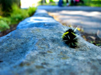 San francisco, United states, Insect