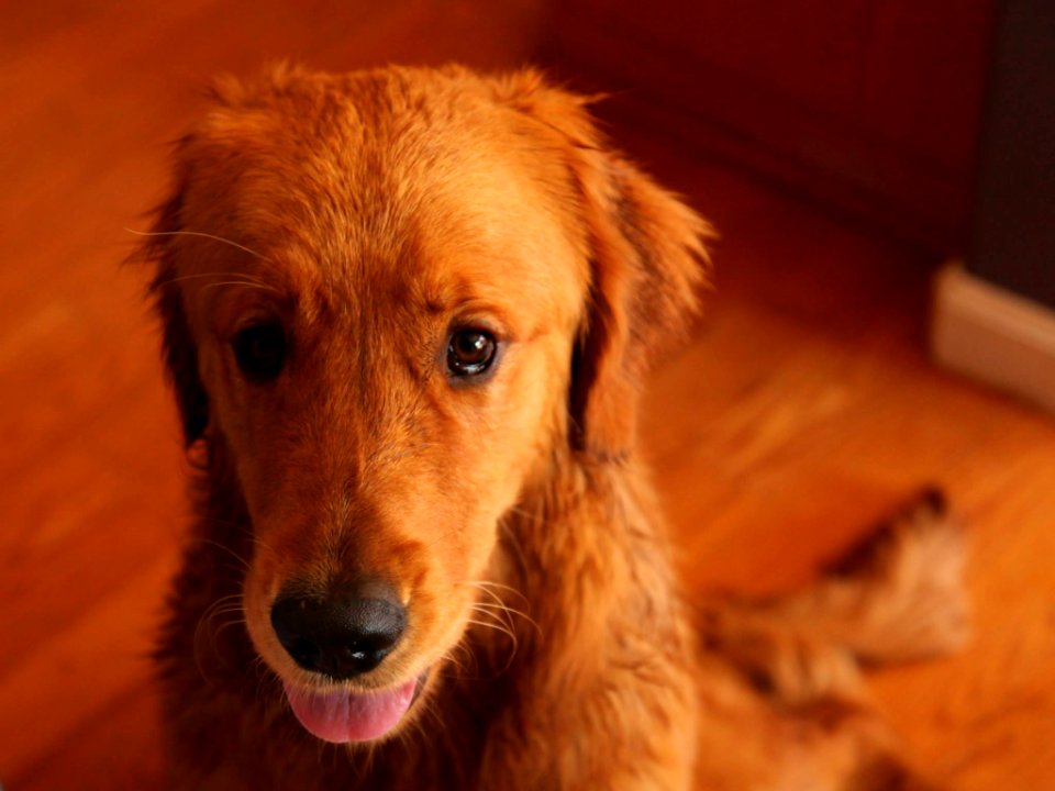 Martinez, United states, Dog