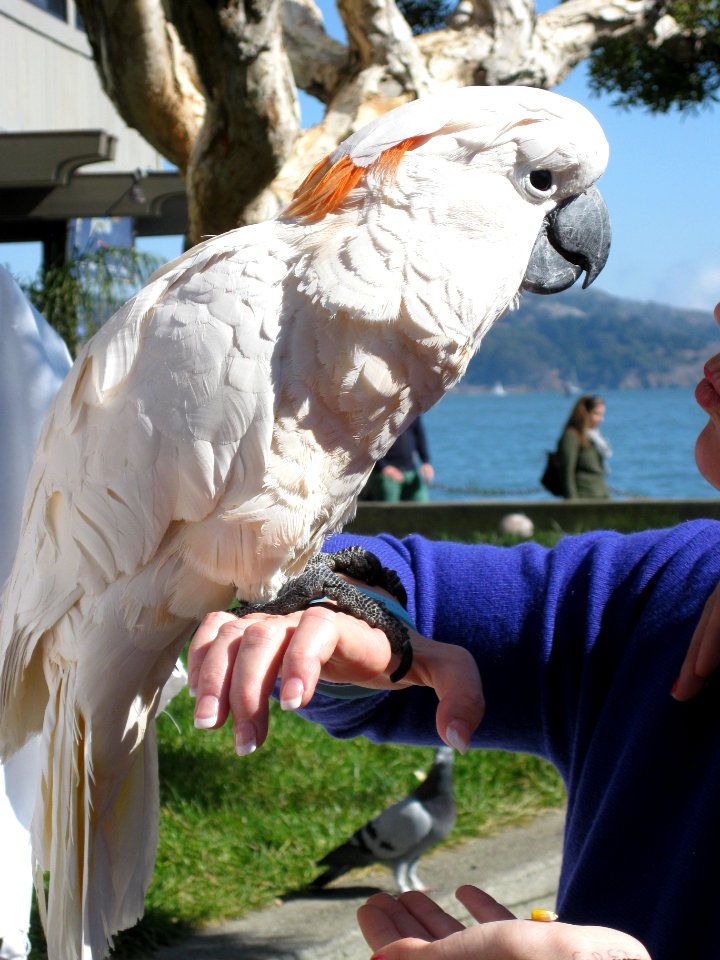 Sausalito, United states, Cockatoo