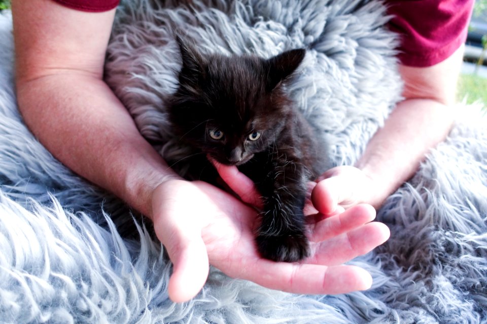 Martinez, United states, Pet