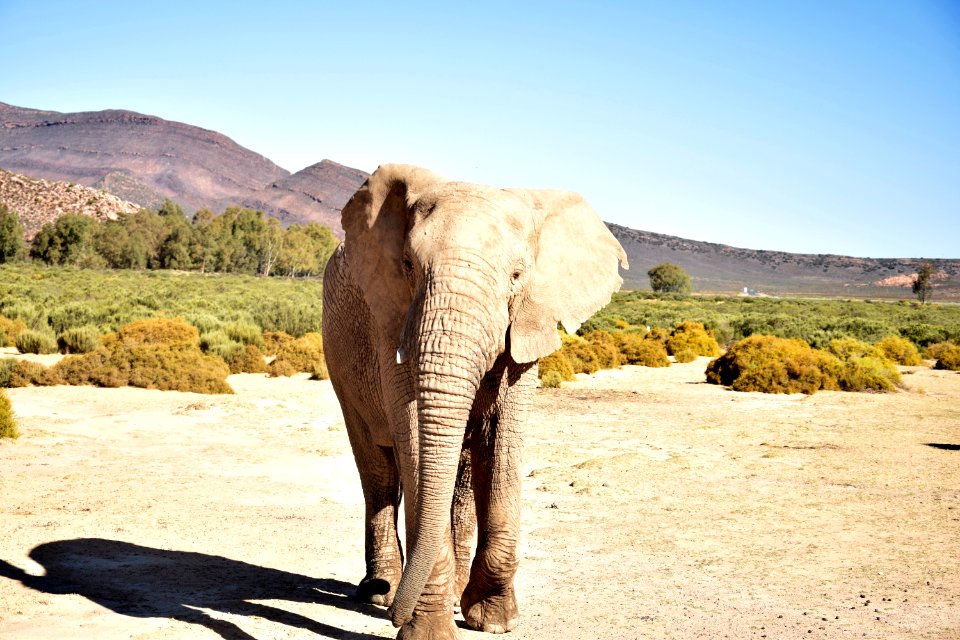 Aquila safari private game reserve, Touws river, South africa