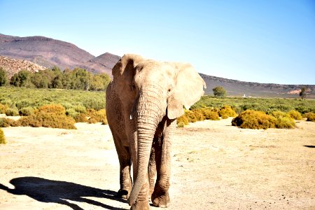 Aquila safari private game reserve, Touws river, South africa photo