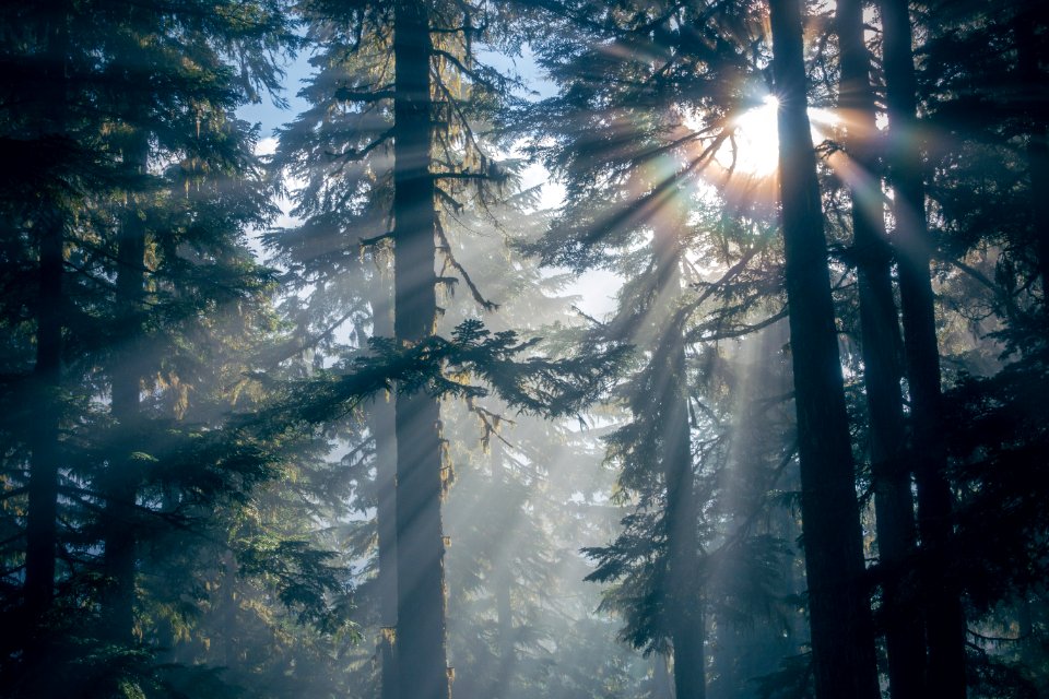 Trees, Sunburst, Sunshine