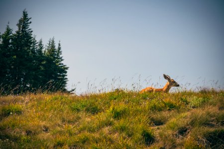 Olympic national park, Port angeles, United states
