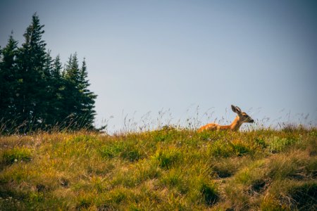 Olympic national park, Port angeles, United states photo