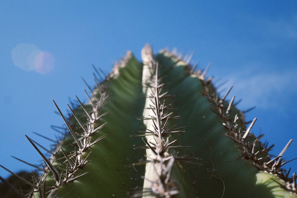 low angle photography of green cactus plant under blue skies at daytime photo