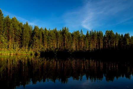 Sweden, Voxnabruk, Forest photo