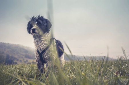 adult long-coated white and black terrier on grass field photo