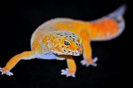 Eye, Yellow, Lizard