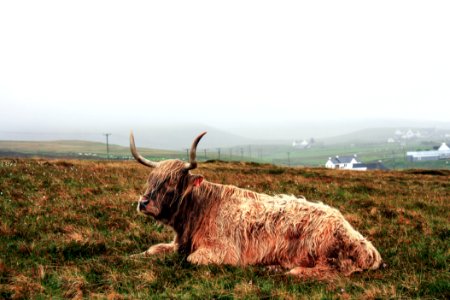 brown yak on green grass