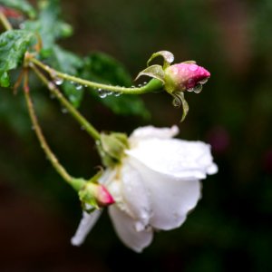 Lake forest, United states, Rainy day photo