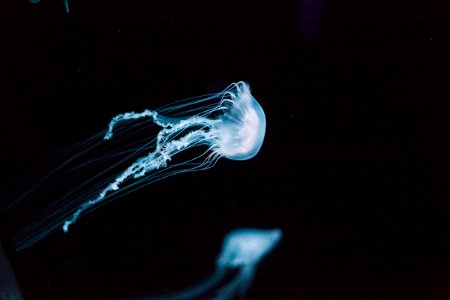 white jellyfish photo