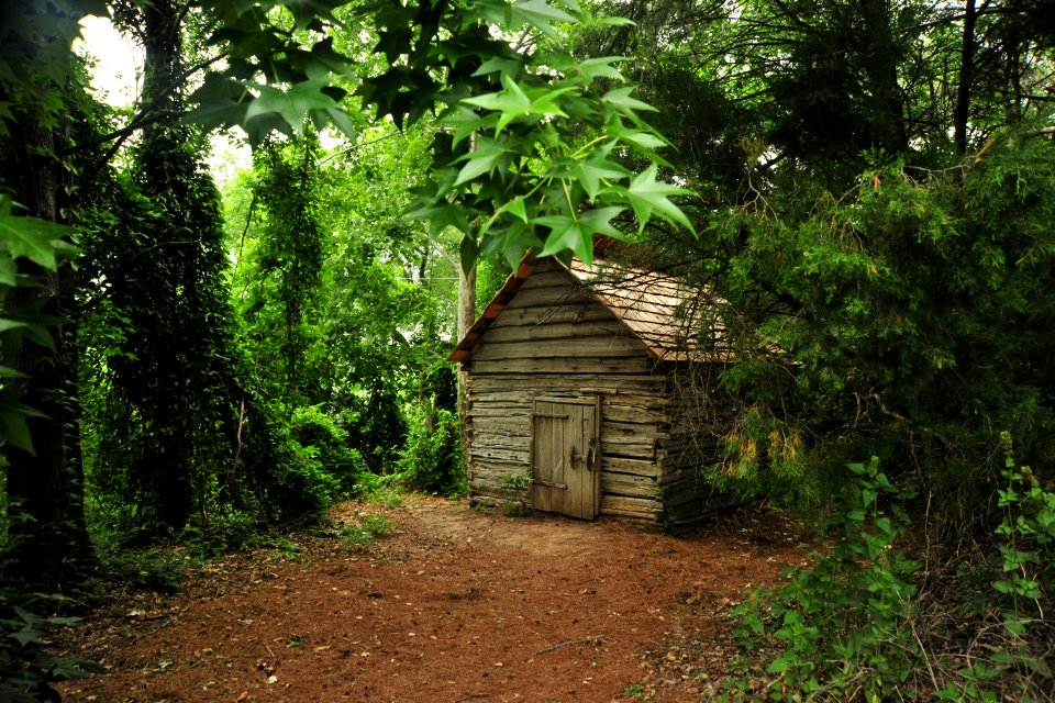 San antonio, United states, Forest