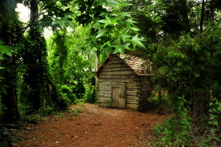 San antonio, United states, Forest