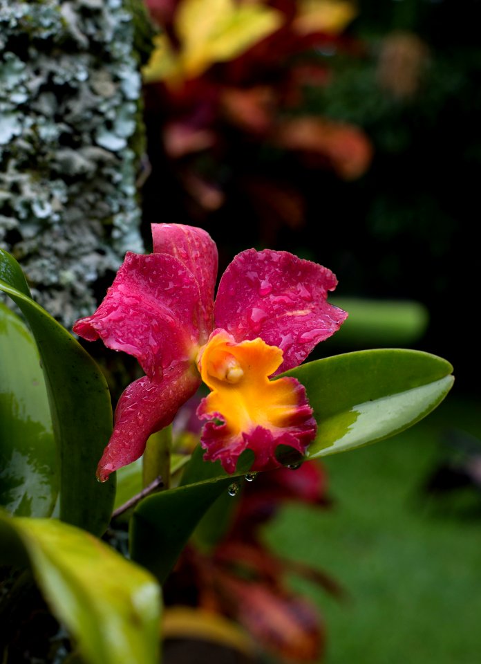 Haiku, Haikupauwela, United states