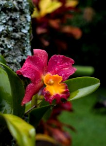 Haiku, Haikupauwela, United states