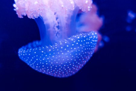 selective focus photography of blue jellyfish photo