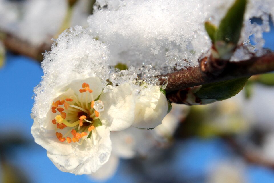 Plum buds leaves flowering stems