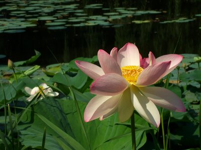 Lotus flower pond