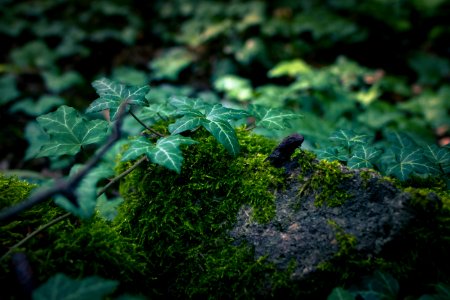 Silence, Nature, Wood