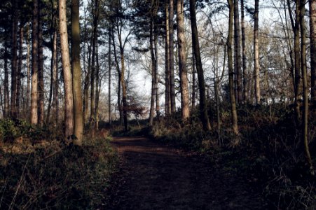 Arger fen  spouses vale nature reserve, Bures, United kingdom