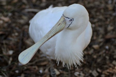 Australia, Clel, Conservation park