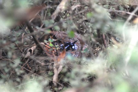 Animal, Green, Small
