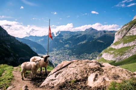 Grindelwald, Switzerl, Sheep photo
