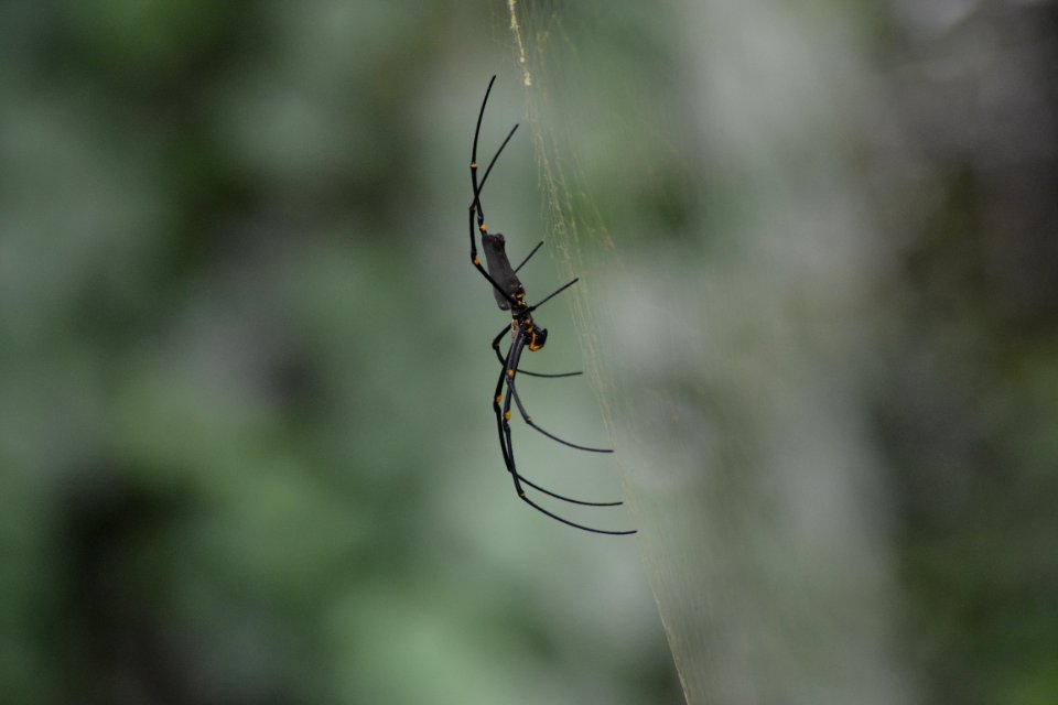 Australia, Daintree rainforest, Cape tribulation