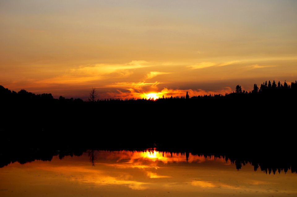 silhouette of trees with body of water during daytime