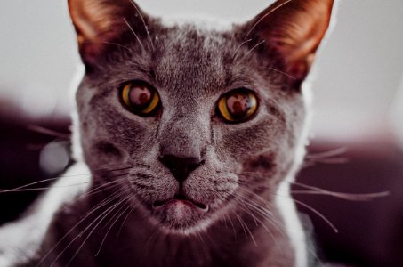 close-up photography of gray cat photo