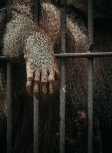 brown animal in black cage photo