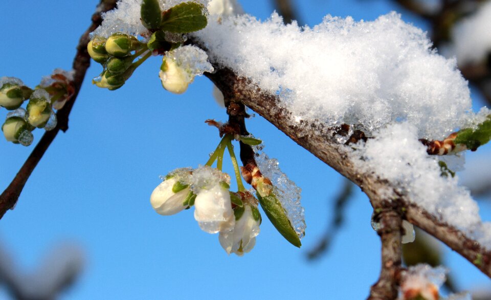 Plum buds branches snow frost