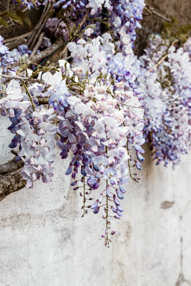 Nantes, France, Wisteria