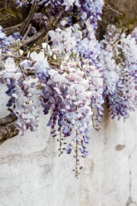 Nantes, France, Wisteria