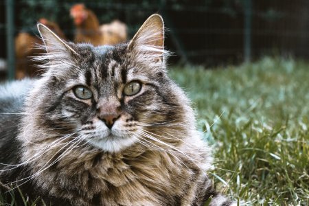 Maine coon cat lying on grass photo