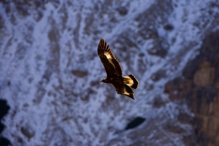 Selva di val gardena, Italy, Bird