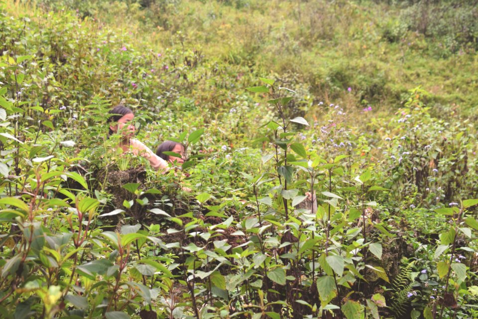 Vietnam, Sapa vietnam, Peace photo