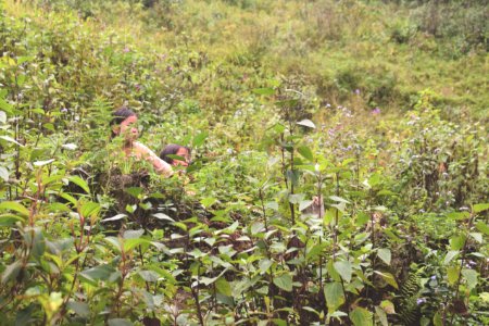 Vietnam, Sapa vietnam, Peace photo