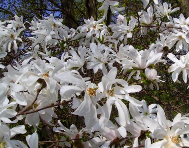 Magnolia blossom bloom photo