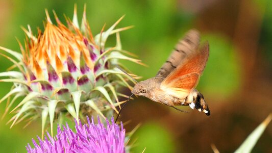Butterfly motorcycle sphinx macro