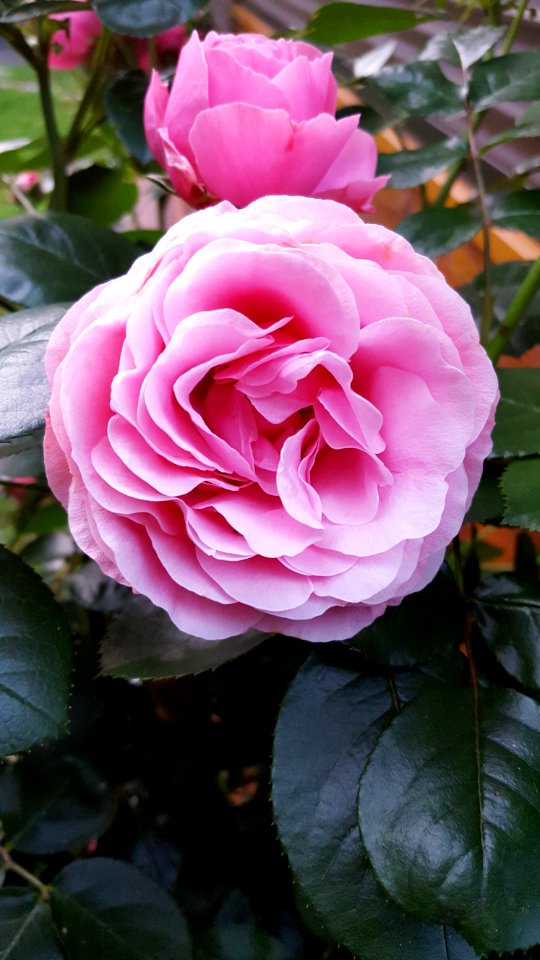 Le bourgetdulac, France, Rose petal photo