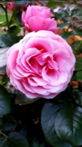 Le bourgetdulac, France, Rose petal photo