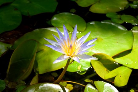 Tenerife, Spain, Flower