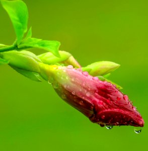pink flower covered in water drops