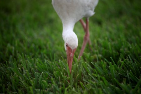 close-up photography of white duck perching on green grass during dayrime photo
