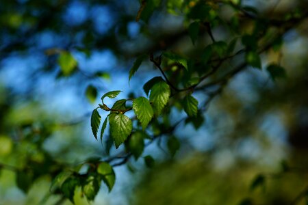 Young green nature
