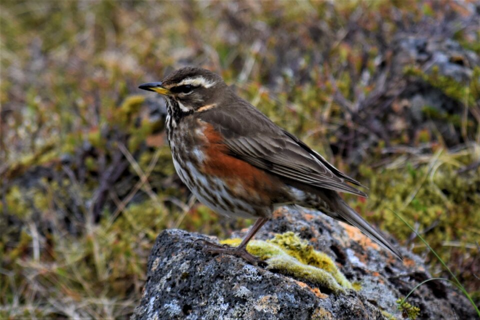 Wild life bird turdus
