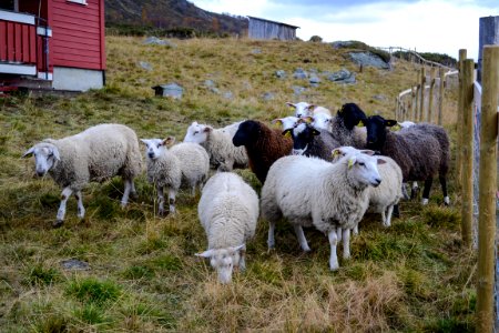 Mountain, Sheep, Countryside